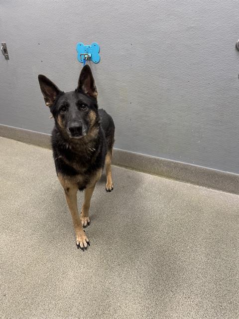 NYX, a dog for adoption from The Animal Foundation - Las Vegas