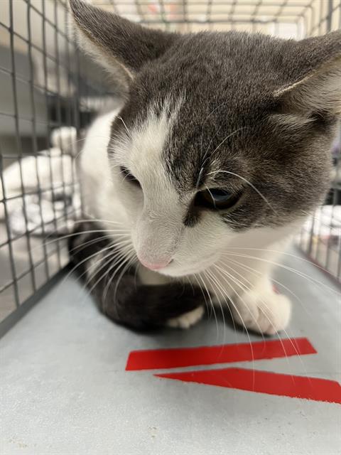 FREETTOO, a cat for adoption from The Animal Foundation - Las Vegas