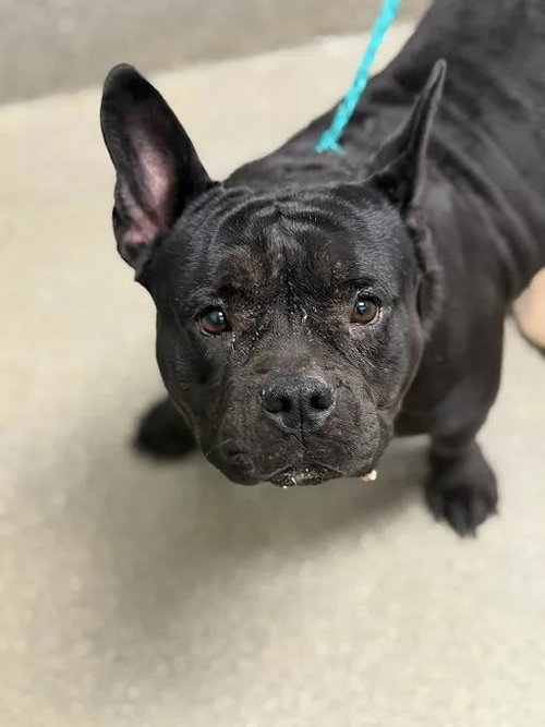 *ASHLEY, a dog for adoption from The Animal Foundation - Las Vegas