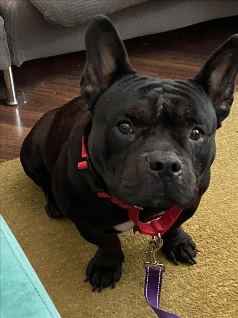 Ashley - French Bulldog
