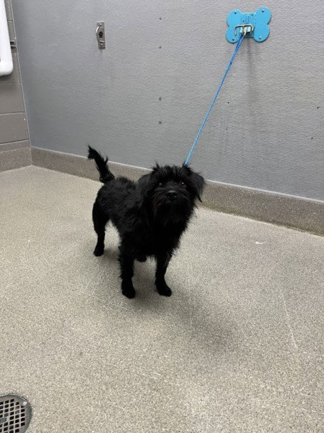 *GOOSEBERRY, a dog for adoption from The Animal Foundation - Las Vegas