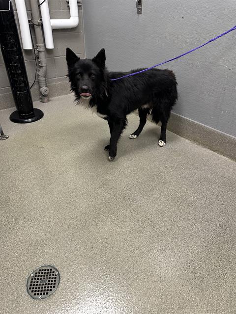 *FABOLOUS, a dog for adoption from The Animal Foundation - Las Vegas