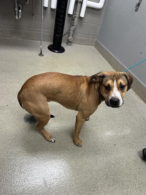 *DANI, a dog for adoption from The Animal Foundation - Las Vegas