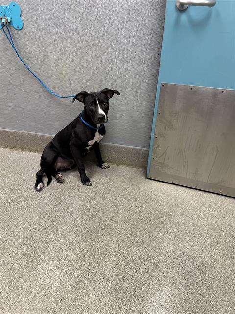 *WINIFRED, a dog for adoption from The Animal Foundation - Las Vegas
