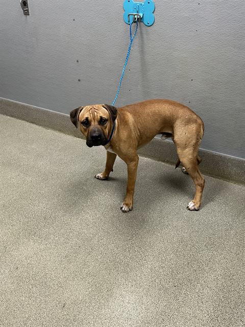 *GILBERT, a dog for adoption from The Animal Foundation - Las Vegas