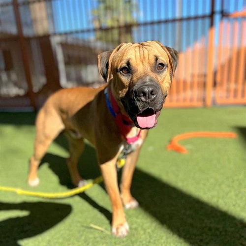 Gilbert, Labrador Retriever / Mixed (medium coat)