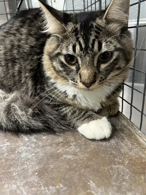 Branch - Domestic Medium Hair