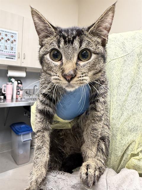 BEAR CUB, a cat for adoption from The Animal Foundation - Las Vegas