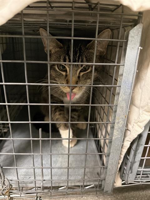 BRAWN JR, a cat for adoption from The Animal Foundation - Las Vegas