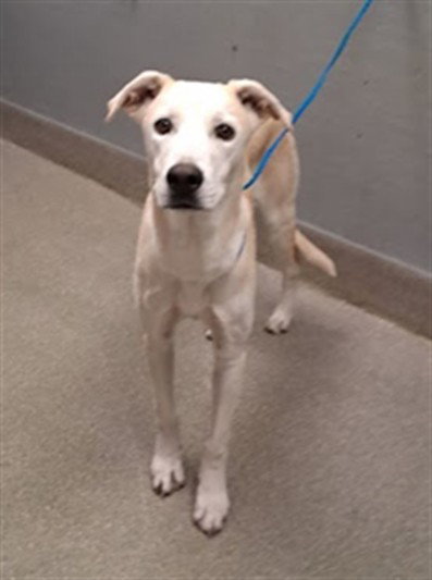 LEE, a dog for adoption from The Animal Foundation - Las Vegas