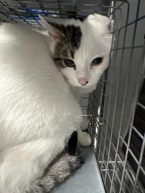 Bram - Domestic Short Hair