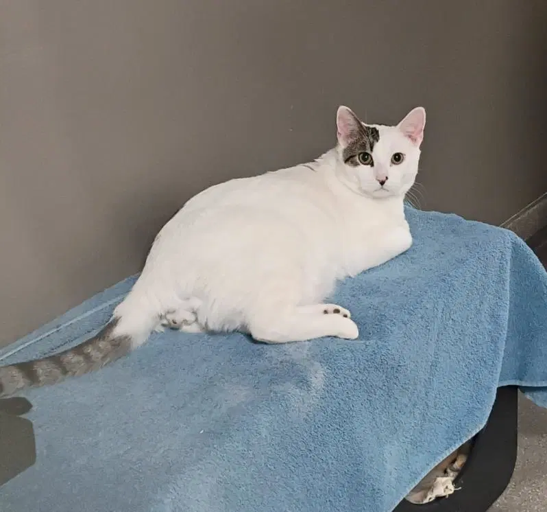 Bram - Domestic Short Hair