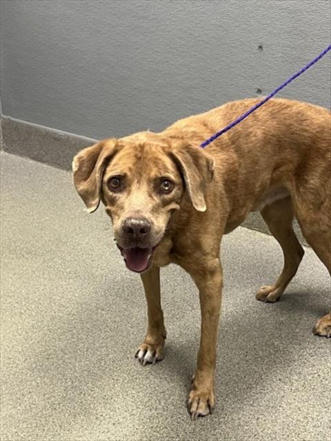 *POLLO, a dog for adoption from The Animal Foundation - Las Vegas