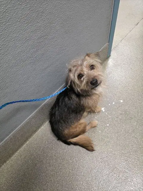 Tiny - Yorkshire Terrier Yorkie