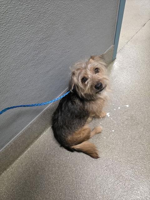 TINY, a dog for adoption from The Animal Foundation - Las Vegas