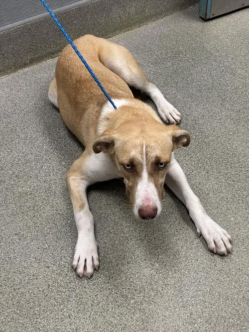 *PLAIN JANE, a dog for adoption from The Animal Foundation - Las Vegas