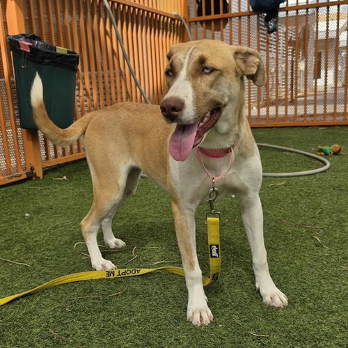 Plain Jane, Pit Bull Terrier / Mixed (medium coat)