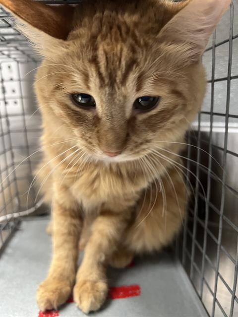 *MARINA, a cat for adoption from The Animal Foundation - Las Vegas