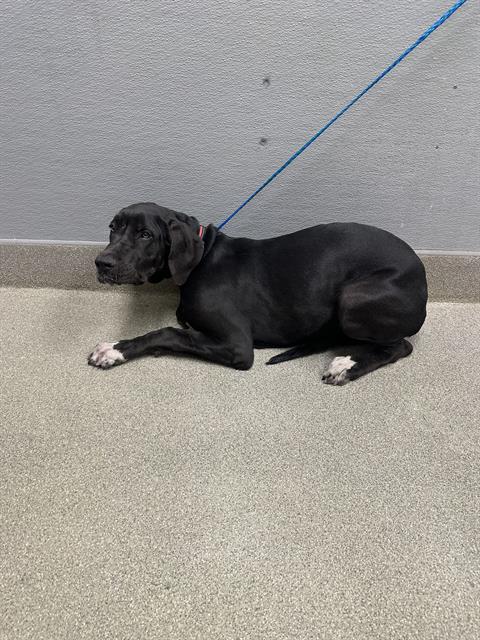 * COCO CHIP, a dog for adoption from The Animal Foundation - Las Vegas