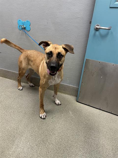 TONY, a dog for adoption from The Animal Foundation - Las Vegas