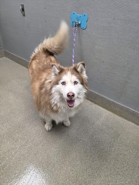 DELLA, a dog for adoption from The Animal Foundation - Las Vegas