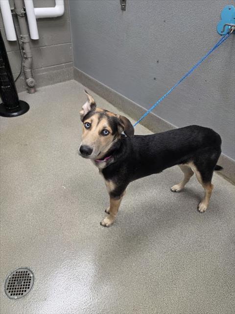 MAGGY, a dog for adoption from The Animal Foundation - Las Vegas