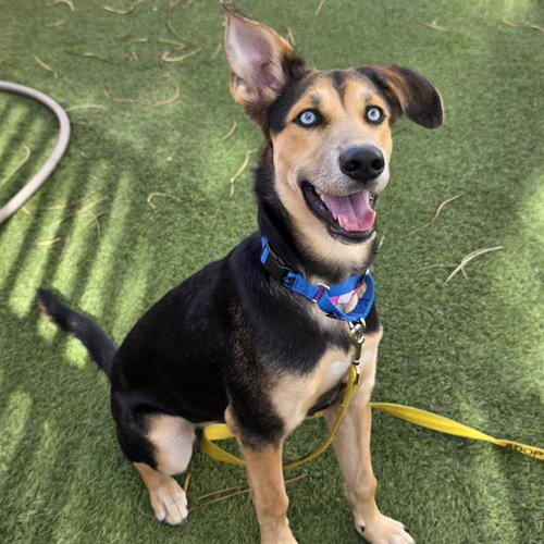 Maggy, German Shepherd Dog / Mixed (medium coat)