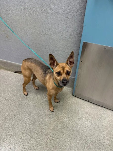 MONKEY, a dog for adoption from The Animal Foundation - Las Vegas