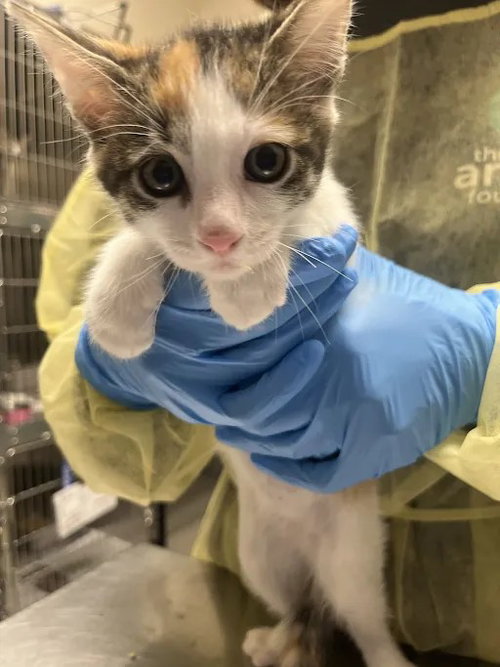 *FLORA, a cat for adoption from The Animal Foundation - Las Vegas