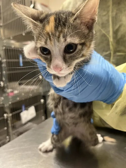*ATHENA, a cat for adoption from The Animal Foundation - Las Vegas