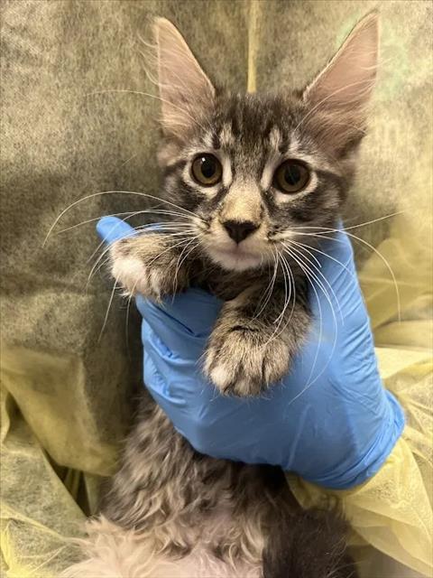 *DIANA, a cat for adoption from The Animal Foundation - Las Vegas