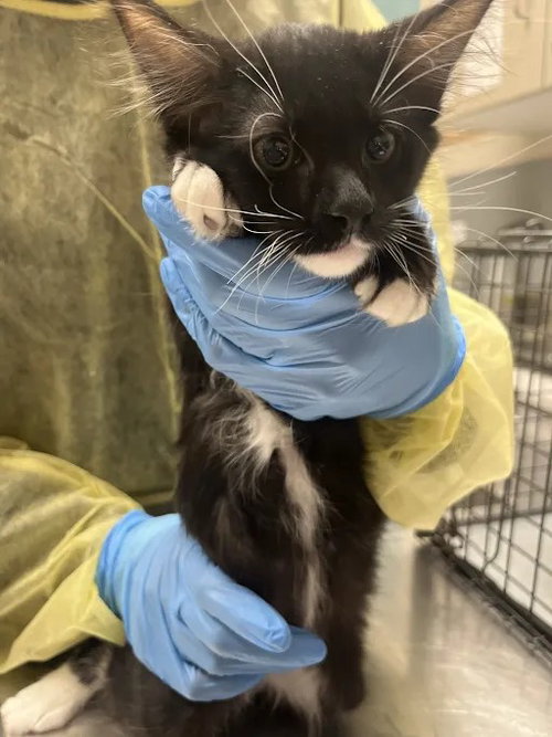 *ASTRID, a cat for adoption from The Animal Foundation - Las Vegas