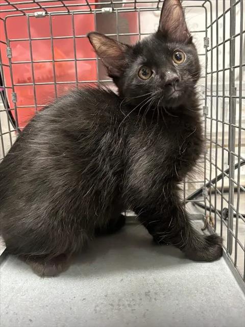 *CHRONOS, a cat for adoption from The Animal Foundation - Las Vegas
