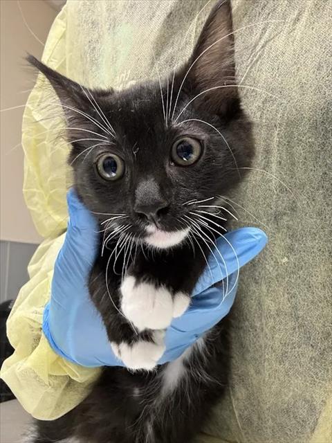*PANDA, a cat for adoption from The Animal Foundation - Las Vegas