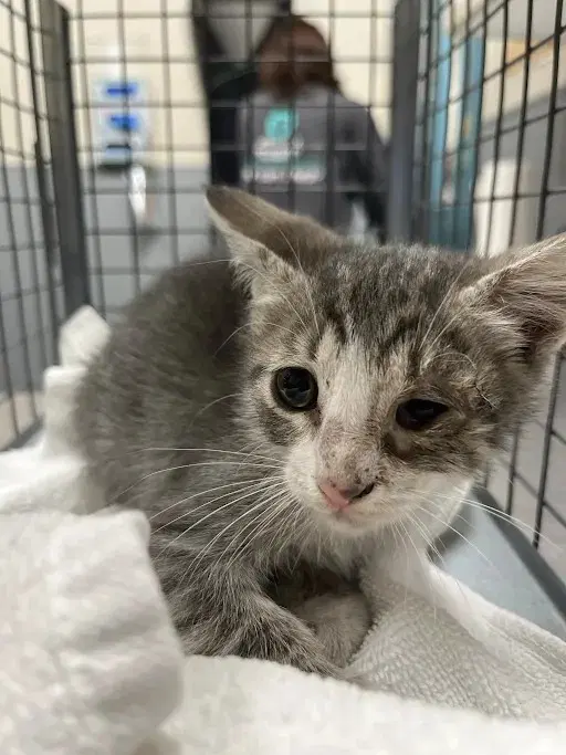 Strawberry Shortcake - Domestic Short Hair