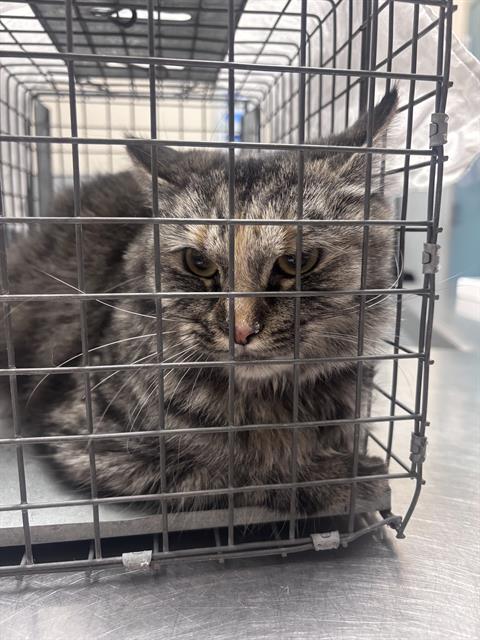 SIMBA, a cat for adoption from The Animal Foundation - Las Vegas