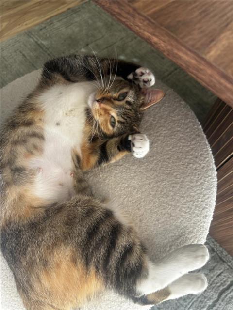 *JULIET, a cat for adoption from The Animal Foundation - Las Vegas
