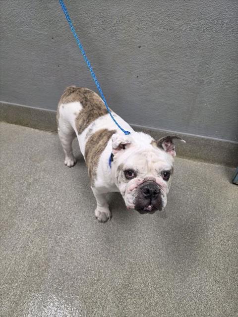 *BIFF, a dog for adoption from The Animal Foundation - Las Vegas