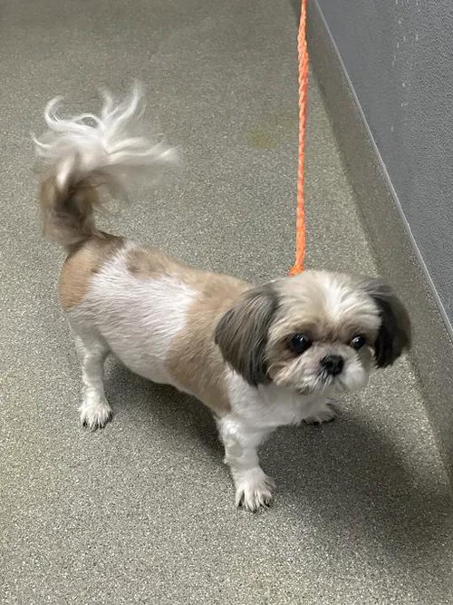 REMMIE, a dog for adoption from The Animal Foundation - Las Vegas