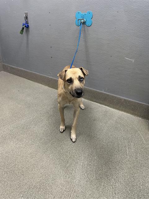 *MOONLIGHT, a dog for adoption from The Animal Foundation - Las Vegas