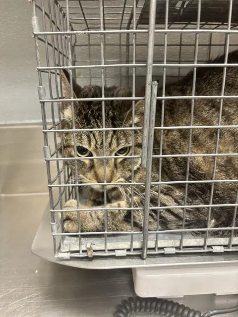 Crowley - Domestic Short Hair