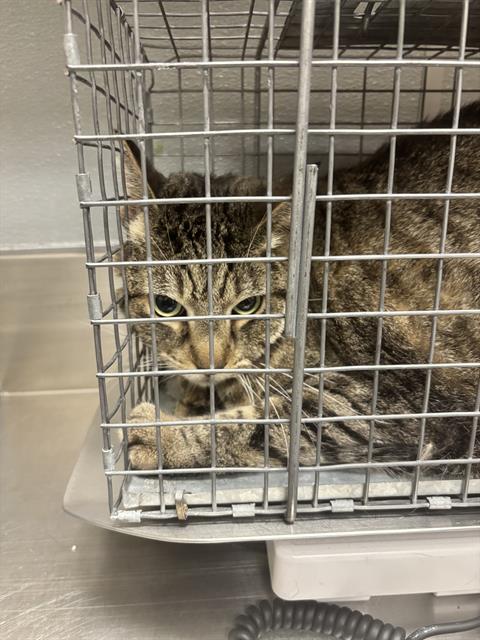 CROWLEY, a cat for adoption from The Animal Foundation - Las Vegas