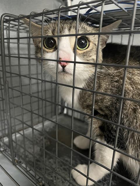 *GRIMMLY, a cat for adoption from The Animal Foundation - Las Vegas