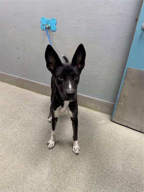 *MAYE, a dog for adoption from The Animal Foundation - Las Vegas