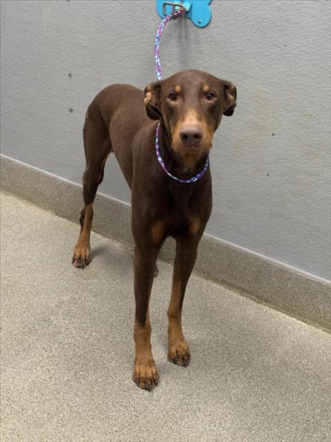 *DEANTE, a dog for adoption from The Animal Foundation - Las Vegas