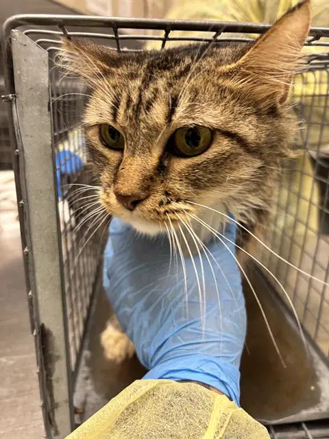 Hazel - Domestic Short Hair