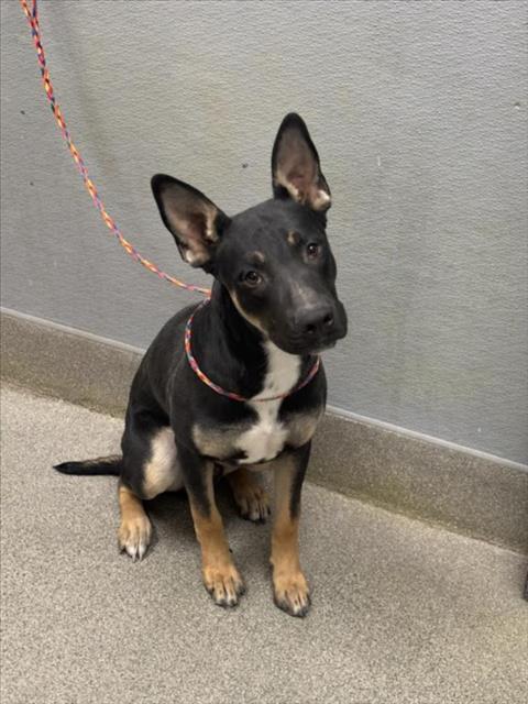 Rajah