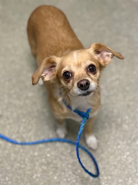 *LOLLY, a dog for adoption from The Animal Foundation - Las Vegas