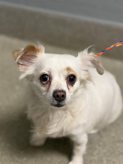*LILAH, a dog for adoption from The Animal Foundation - Las Vegas
