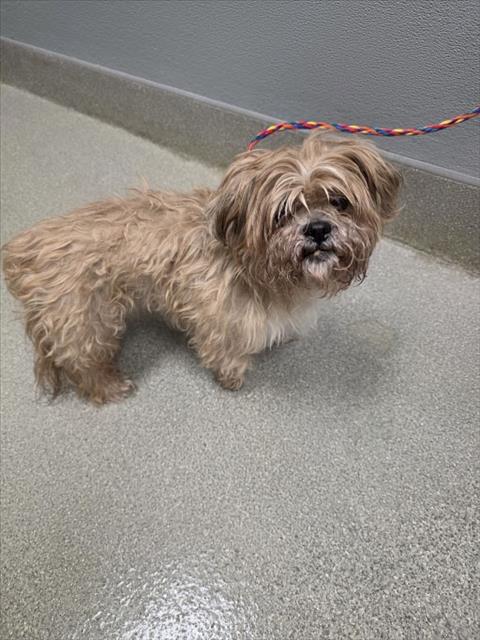 *TOFFEE, a dog for adoption from The Animal Foundation - Las Vegas